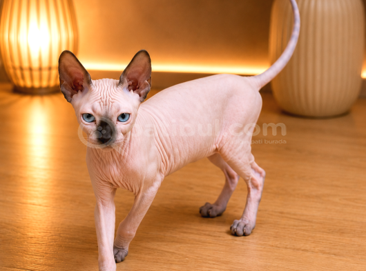 Safkan Sfenks Sphynx  Canadian Sphynx Yavruları  2.5 Aylık görsel