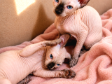 Safkan Sfenks Sphynx  Canadian Sphynx Yavruları  2.5 Aylık