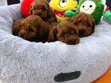 Toy Poodle Red Brown Yavrularimiz Yeni̇ Ai̇leleri̇ni̇ Bekli̇yor