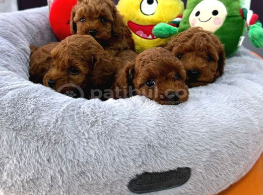 Toy Poodle Red Brown Yavrularimiz Yeni̇ Ai̇leleri̇ni̇ Bekli̇yor görsel