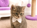 Safkan Shorthair Silver Bebekler İstanbul
