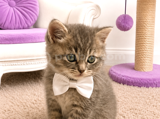 Safkan Shorthair Silver Bebekler İstanbul görsel
