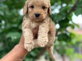 Toy Boy Maltipoo Yavrular Irk Ve Sağlık Garantili