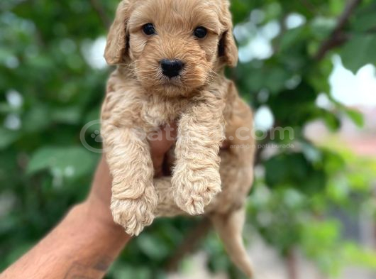 Toy Boy Maltipoo Yavrular Irk Ve Sağlık Garantili görsel