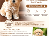 Vecihiden Mini Kore Aşılı Eğitimli Bebekler Hazır