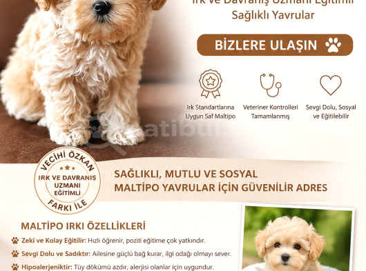 Vecihiden Mini Kore Aşılı Eğitimli Bebekler Hazır görsel
