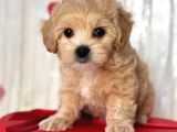 Malti̇poo Ci̇nsi̇ Yavrular Ev Üreti̇mi̇