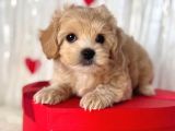 Malti̇poo Ci̇nsi̇ Yavrular Ev Üreti̇mi̇