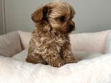 Malti̇poo Ci̇nsi̇ Yavrular Ev Üreti̇mi̇
