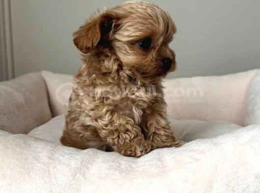 Malti̇poo Ci̇nsi̇ Yavrular Ev Üreti̇mi̇ görsel