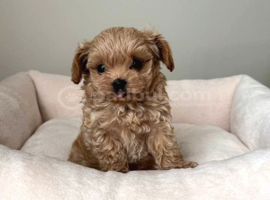 Malti̇poo Ci̇nsi̇ Yavrular Ev Üreti̇mi̇ görsel