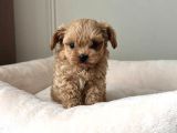 Malti̇poo Ci̇nsi̇ Yavrular Ev Üreti̇mi̇