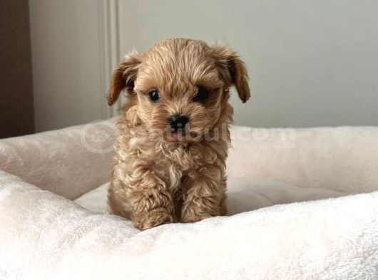 Malti̇poo Ci̇nsi̇ Yavrular Ev Üreti̇mi̇ görsel