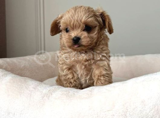 Malti̇poo Ci̇nsi̇ Yavrular Ev Üreti̇mi̇ görsel