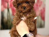 Toy Poodle Sevi̇mli̇ Yavrular Ev Üreti̇mi̇
