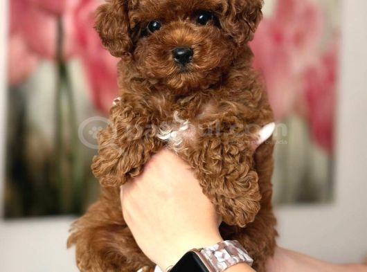 Toy Poodle Sevi̇mli̇ Yavrular Ev Üreti̇mi̇ görsel