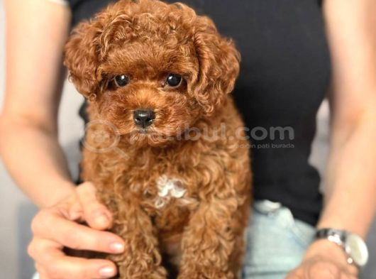 Toy Poodle Sevi̇mli̇ Yavrular Ev Üreti̇mi̇