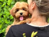 Malti̇poo Ci̇nsi̇ Yavrular Ev Üreti̇mi̇