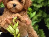 Malti̇poo Ci̇nsi̇ Yavrular Ev Üreti̇mi̇