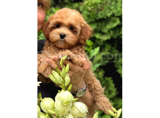 Malti̇poo Ci̇nsi̇ Yavrular Ev Üreti̇mi̇ görsel