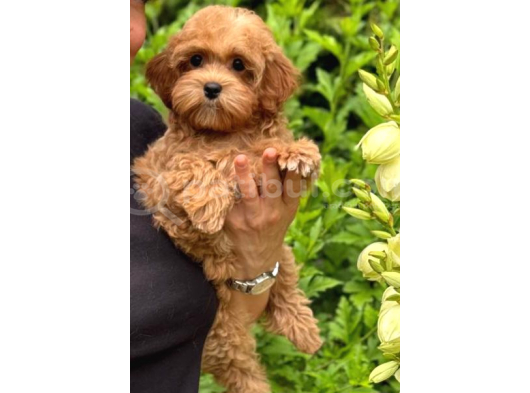 Malti̇poo Ci̇nsi̇ Yavrular Ev Üreti̇mi̇ görsel