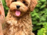 MALTİPOO CİNSİ YAVRULAR EV ÜRETİMİ