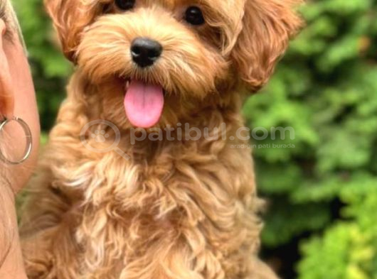 Malti̇poo Ci̇nsi̇ Yavrular Ev Üreti̇mi̇