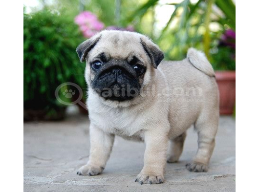 Pug Mops Yavrular Ev Üreti̇mi̇ görsel