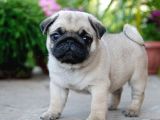 PUG MOPS YAVRULAR EV ÜRETİMİ