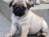 PUG MOPS YAVRULAR EV ÜRETİMİ