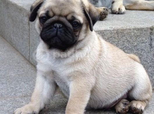 PUG MOPS YAVRULAR EV ÜRETİMİ