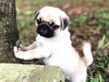 Pug Mops Yavrular Ev Üreti̇mi̇