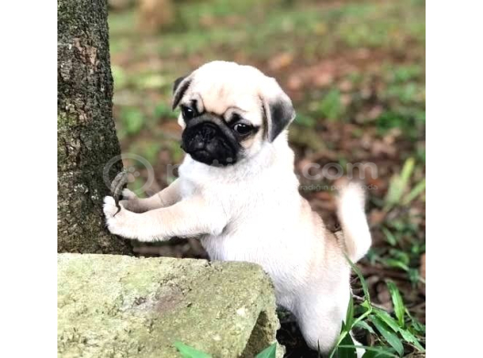 Pug Mops Yavrular Ev Üreti̇mi̇ görsel