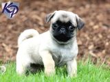 PUG MOPS YAVRULAR EV ÜRETİMİ
