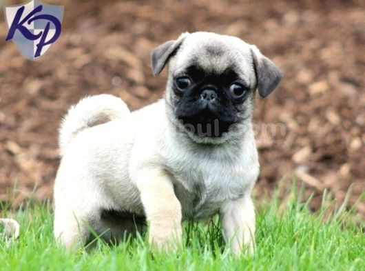 Pug Mops Yavrular Ev Üreti̇mi̇