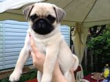 Pug Mops Yavrular Ev Üreti̇mi̇