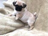 Pug Mops Yavrular Ev Üreti̇mi̇