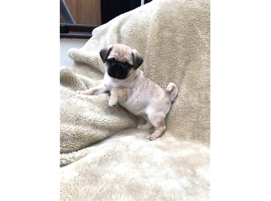 Pug Mops Yavrular Ev Üreti̇mi̇ görsel