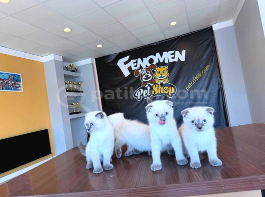 Türki̇yeni̇n En Güzel Scottish Fold Yavrulari Ankara Mağaza görsel