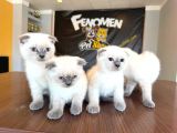 TÜRKİYENİN EN GÜZEL SCOTTISH FOLD YAVRULARI ANKARA MAĞAZA