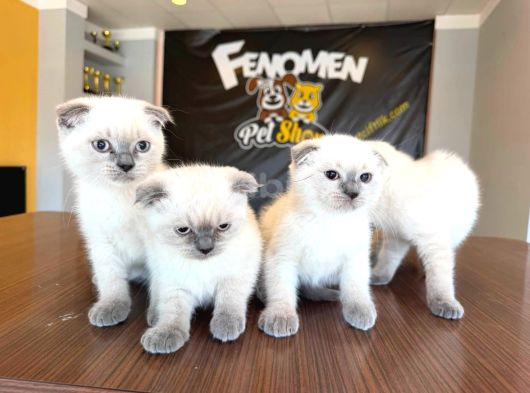 Türki̇yeni̇n En Güzel Scottish Fold Yavrulari Ankara Mağaza