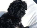 Black toy poodle 2 aylık yavrular