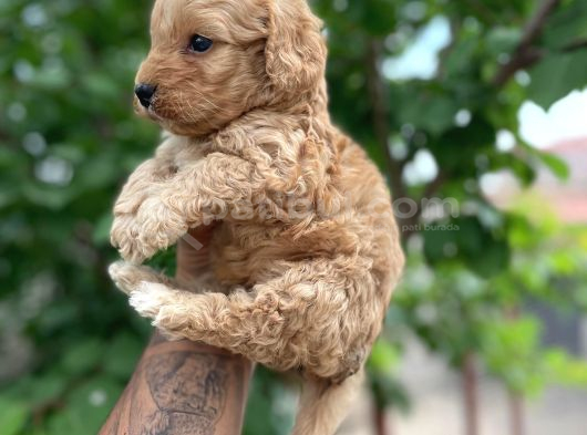 Toy Boy Maltipoo Yavrular Irk Ve Sağlık Garantili görsel