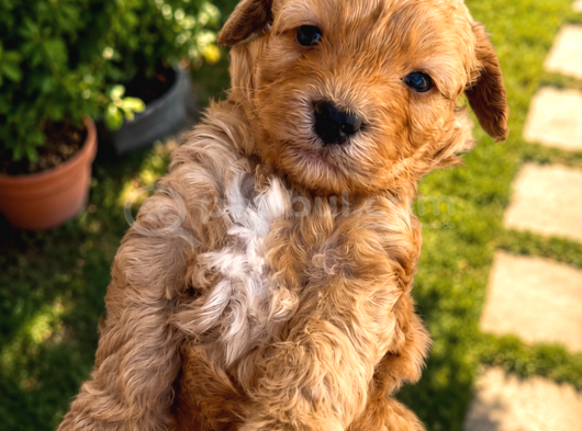 Toy Boy Maltipoo Yavrular Irk Ve Sağlık Garantili