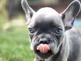 Dünyanin En Tatli French Bulldog Yavrulari