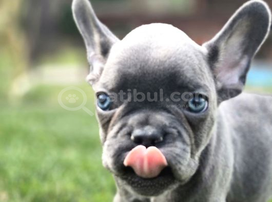 Dünyanin En Tatli French Bulldog Yavrulari görsel