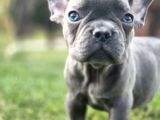 Dünyanin En Tatli French Bulldog Yavrulari