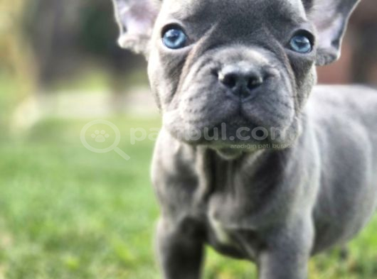 Dünyanin En Tatli French Bulldog Yavrulari görsel