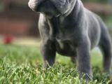 Dünyanin En Tatli French Bulldog Yavrulari