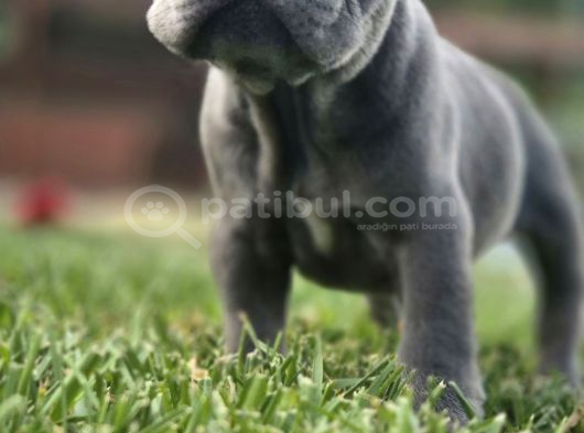 Dünyanin En Tatli French Bulldog Yavrulari görsel